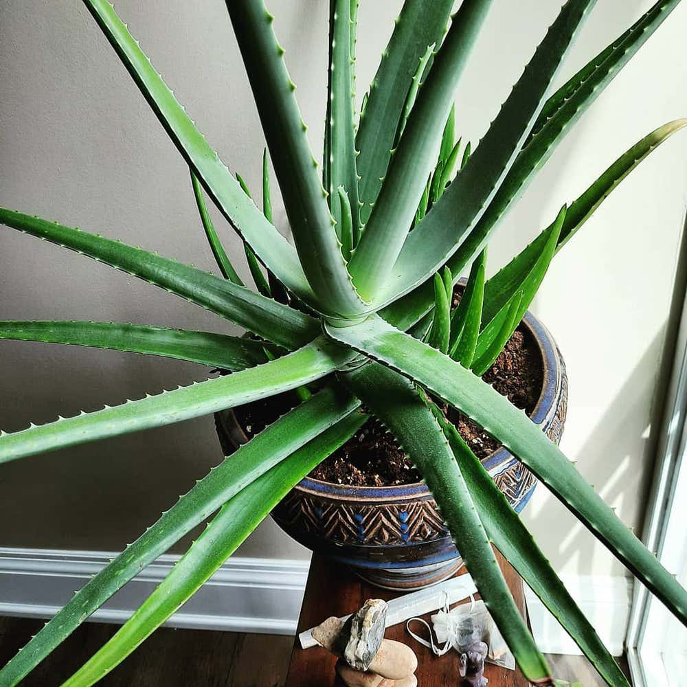 Photo of the plant species Aloe Vera on Greg, the plant care app
