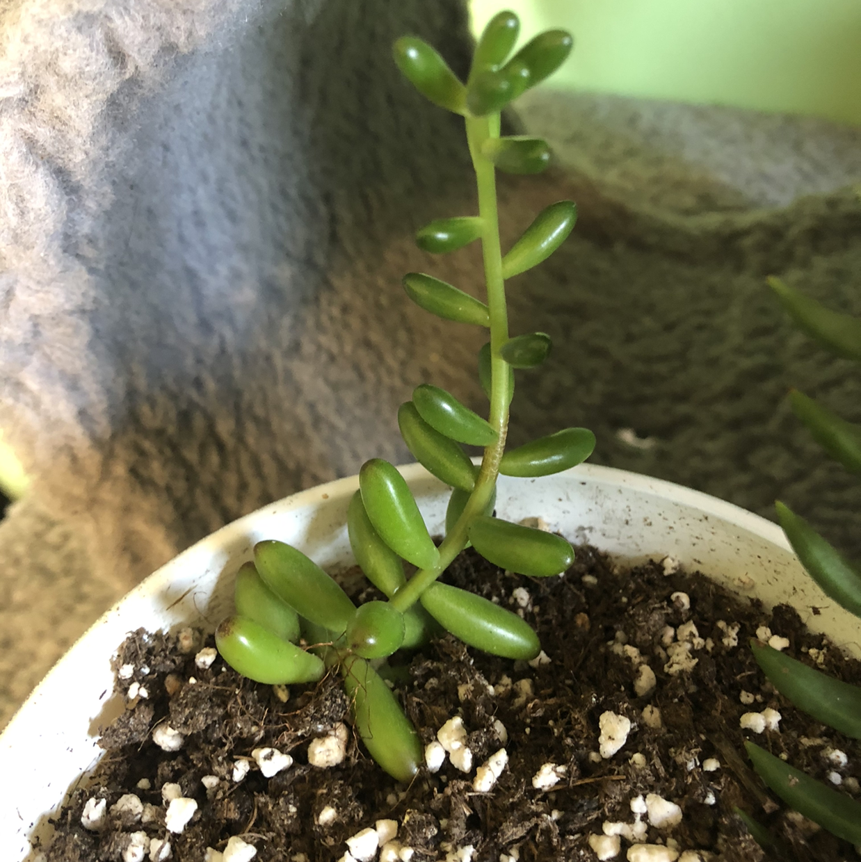 White Stonecrop succulent in a white pot with visible soil and green, fleshy leaves.