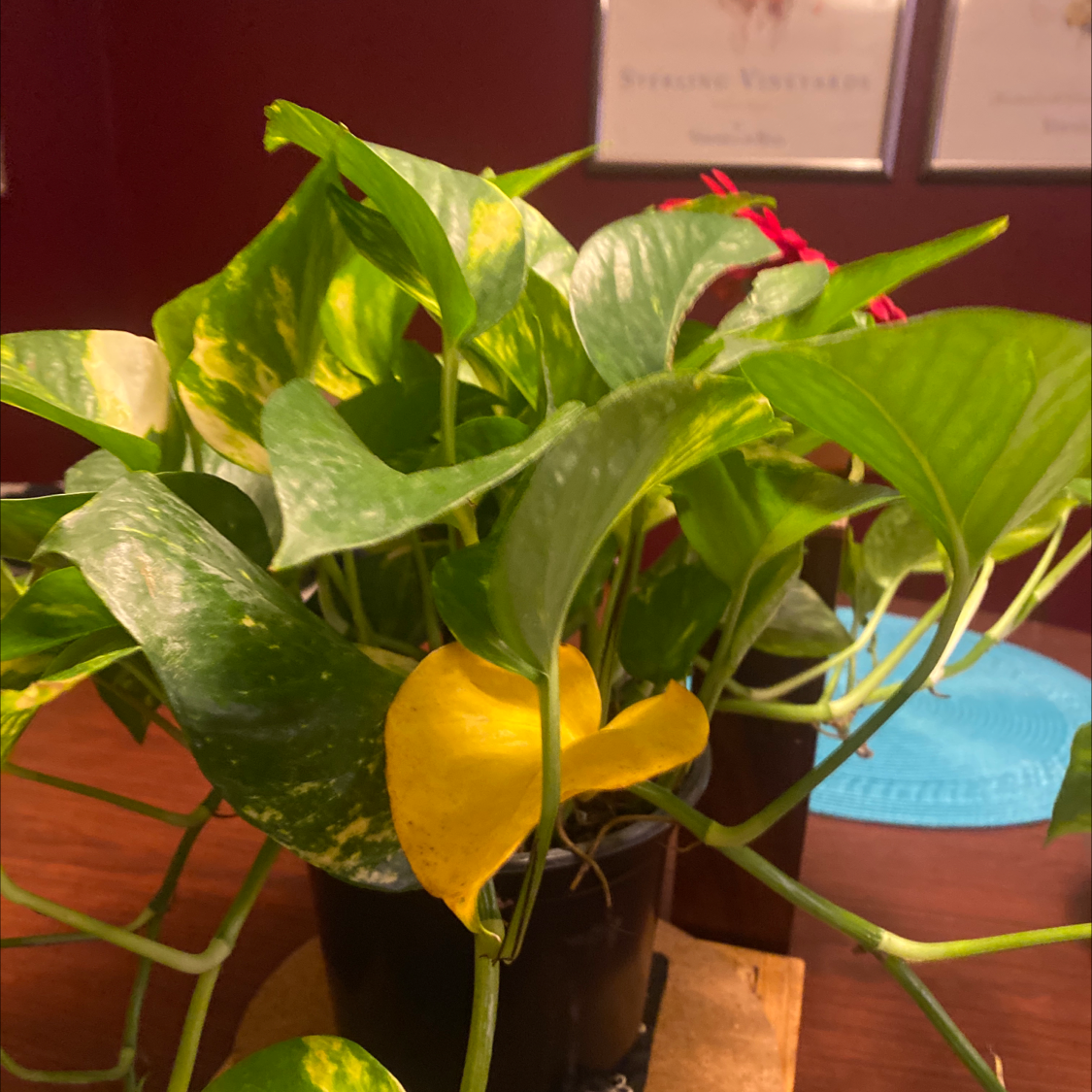 Taro Vine plant photo by @JLG named Ted Lasso on Greg, the plant care app.