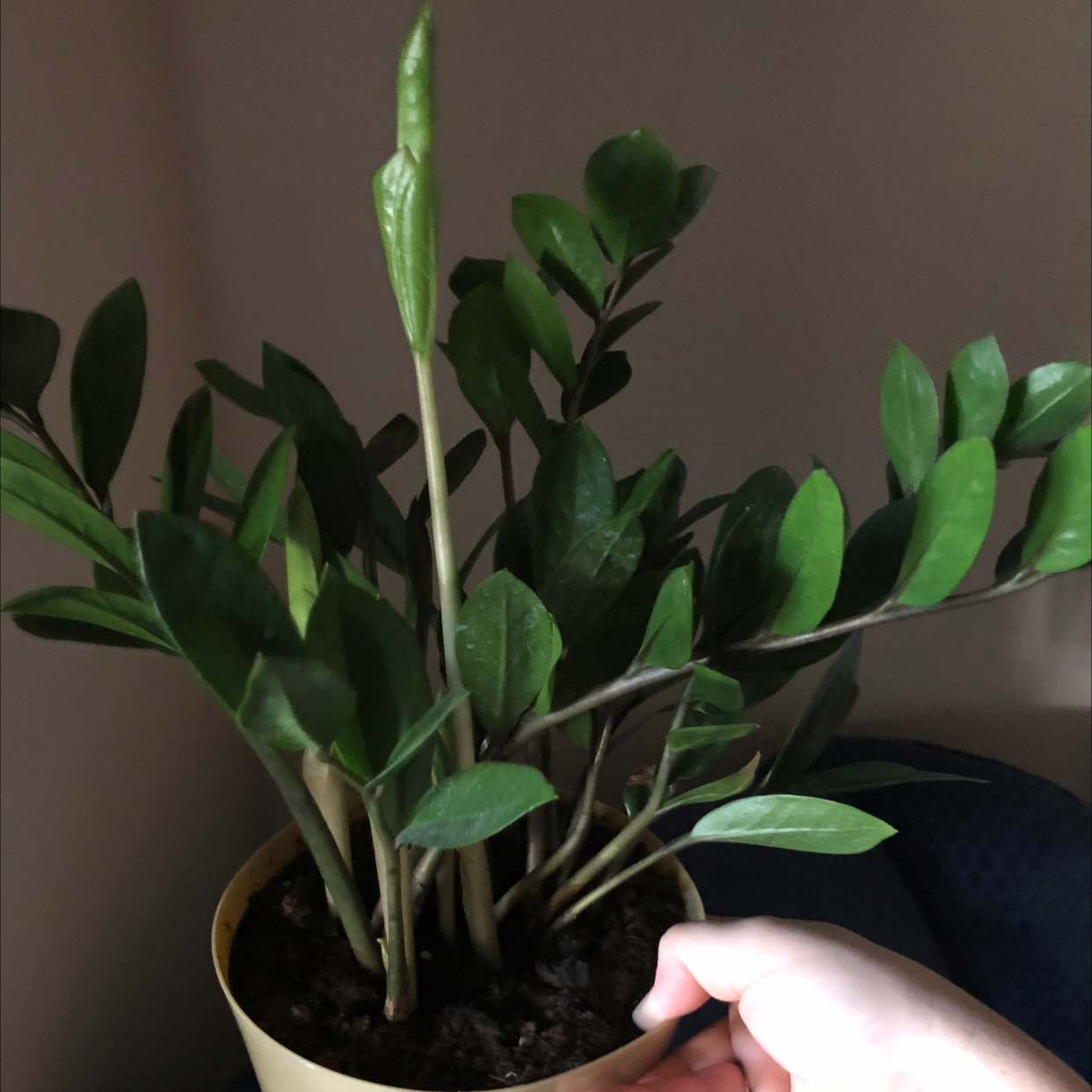 Zamioculcas Zamiifolia plant photo by @Chalene named ZZ on Greg, the plant care app.