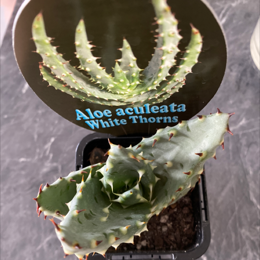 Photo of the plant species Cape Aloe by Aimee named Catra on Greg, the plant care app