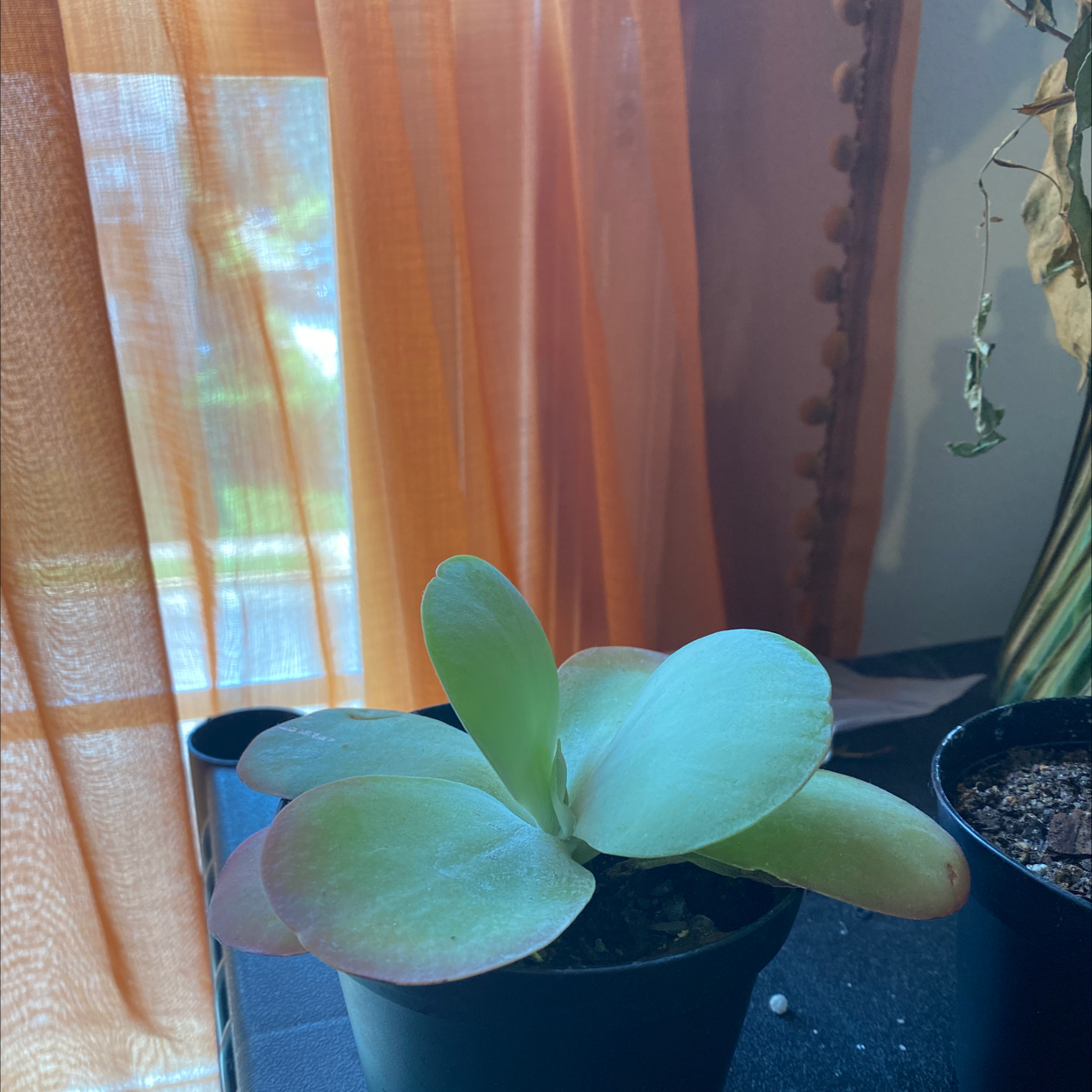 Flapjacks Plant Care: Water, Light, Nutrients | Greg App 🌱