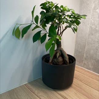 Ficus Ginseng plant in Sandnes, Rogaland