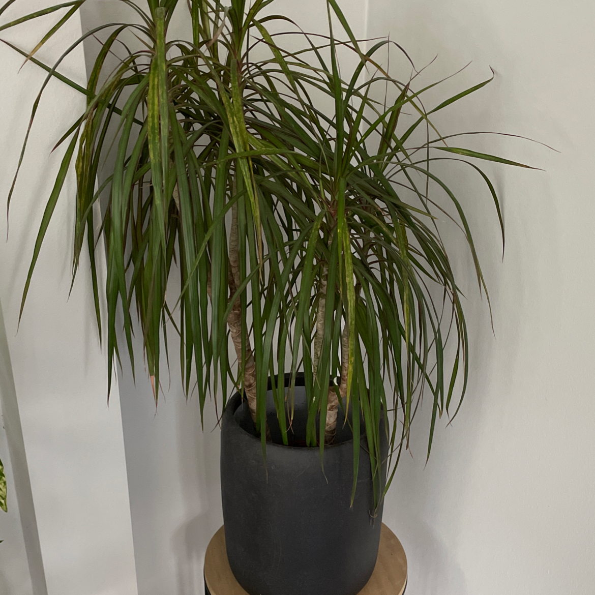 Photo of the plant species Dracaena 'Ray of Sunshine' by @Nolsen named Willy on Greg, the plant care app