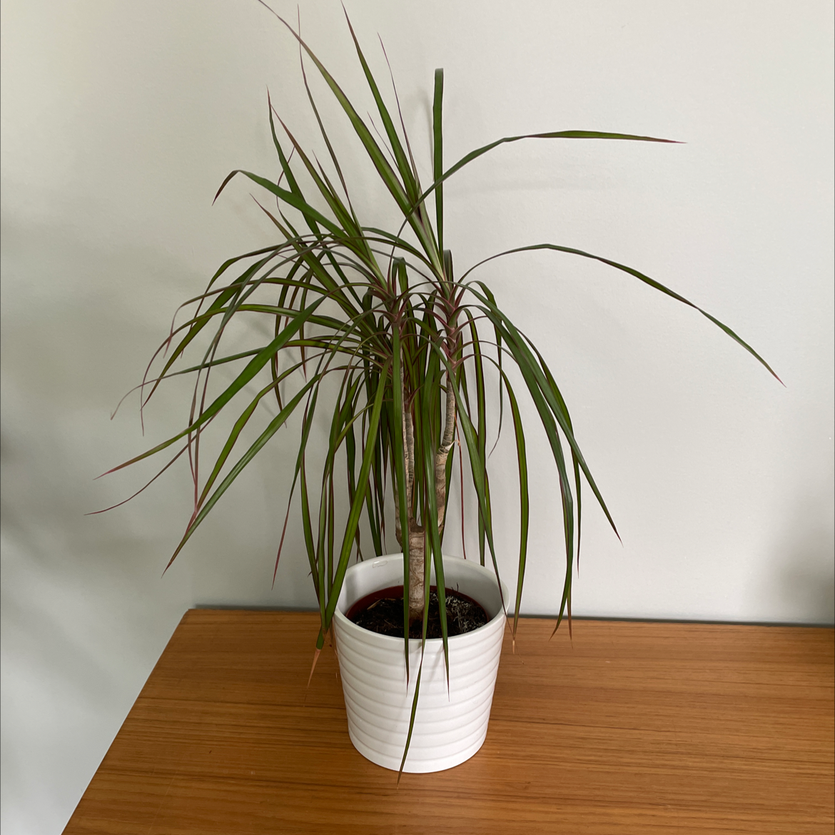 Dracaena 'Ray of Sunshine' plant in a white pot with some browning leaf tips.