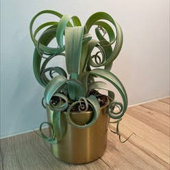 Shirley Temple Air Plant plant