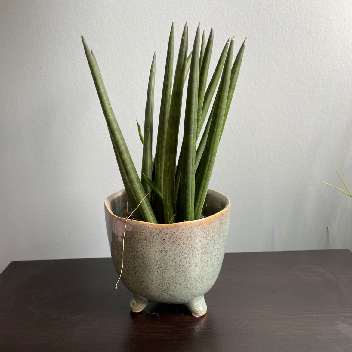 Photo of the plant species Cylindrical Snake Plant by @Nolsen named Cyl on Greg, the plant care app