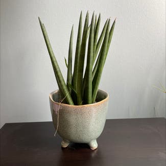 Cylindrical Snake Plant plant in Sandnes, Rogaland