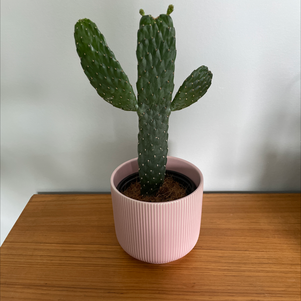 Woolyjoint Prickly Pear cactus in a pink pot on a wooden surface.
