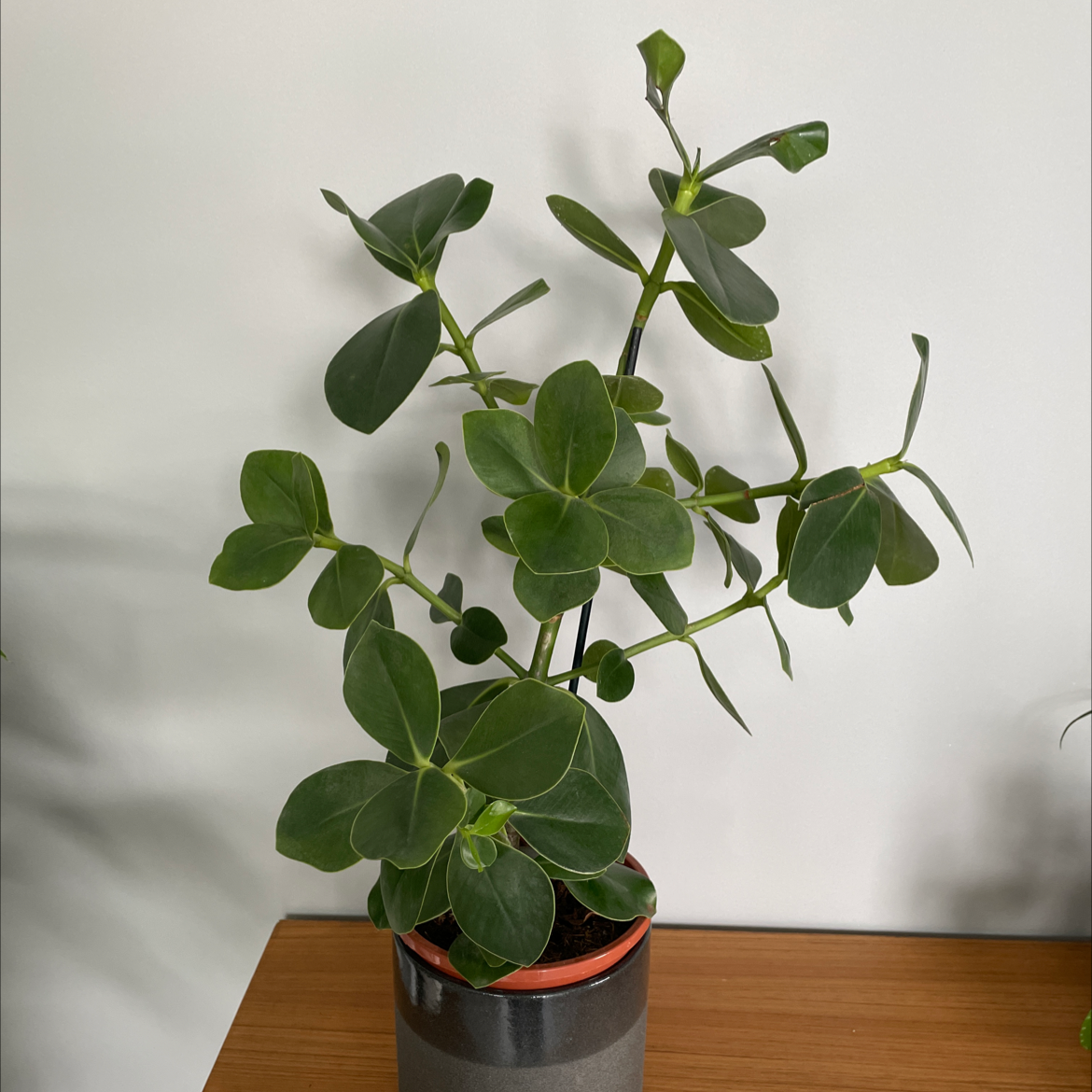 Potted Natal Plum plant with dark green, glossy leaves.