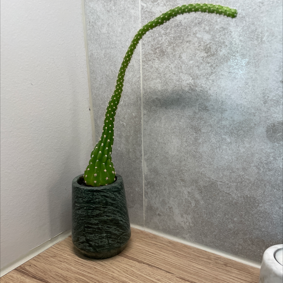 Photo of the plant species Organ Pipe Cactus by @Nolsen named Wenche on Greg, the plant care app