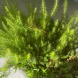 annual stonecrop plant