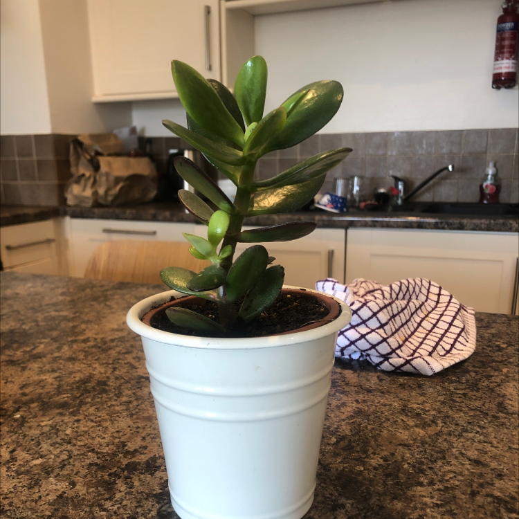 Potted Crassula cotyledonis plant in a white pot on a kitchen counter.
