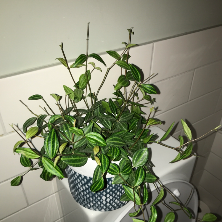 Beetle Peperomia plant in a pot with vibrant green leaves against a tiled wall.