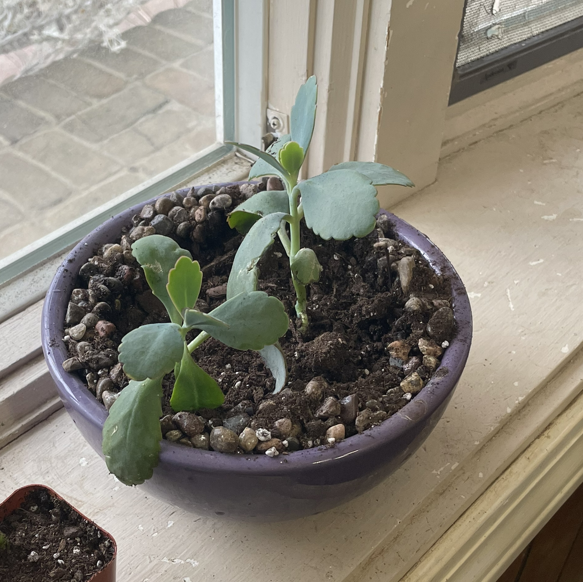 Photo of the plant species Lavender Scallops by @Delaney_anne named Daniel Boone on Greg, the plant care app