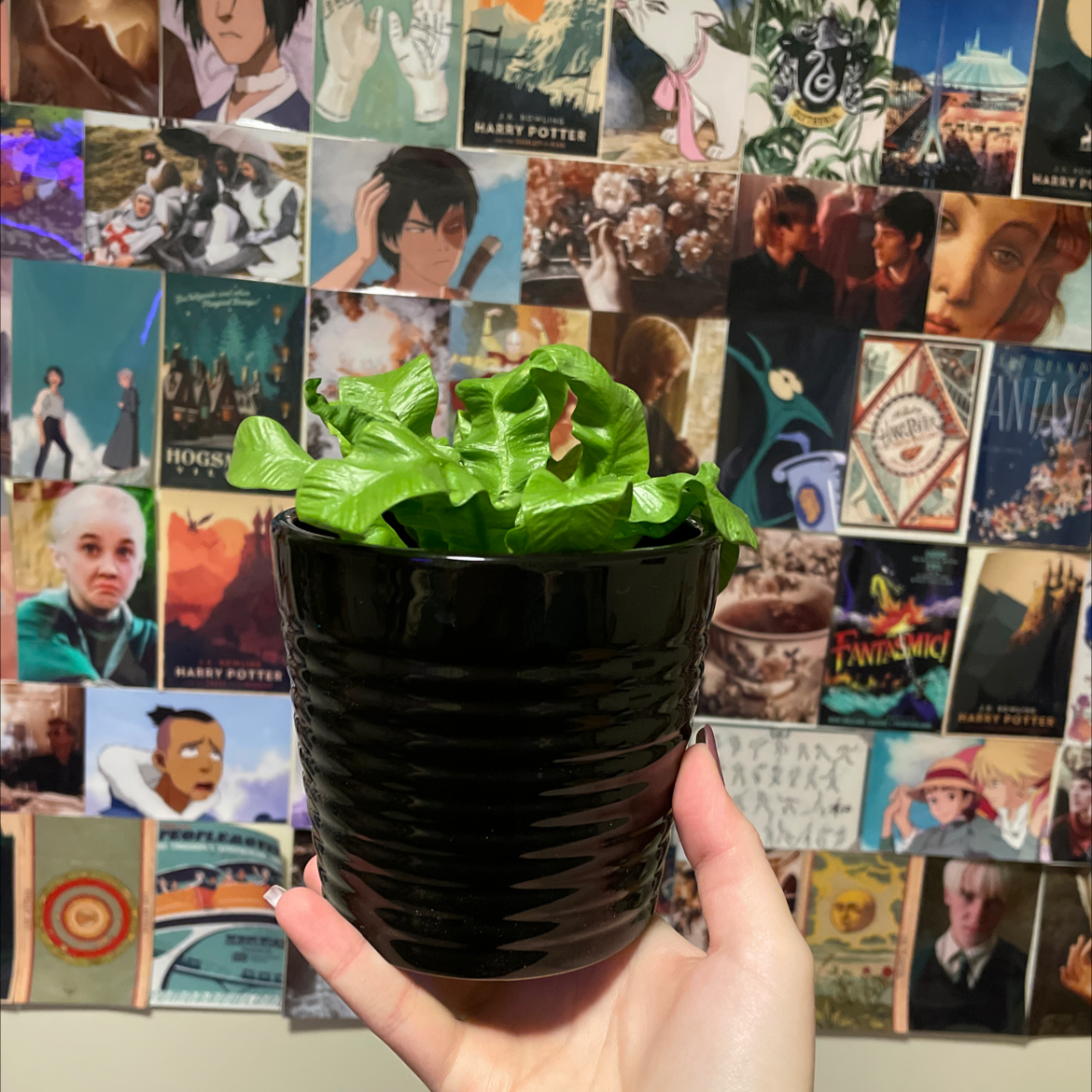 Photo of the plant species Japanese Bird's Nest Fern by @Delaney_anne named Bucket on Greg, the plant care app