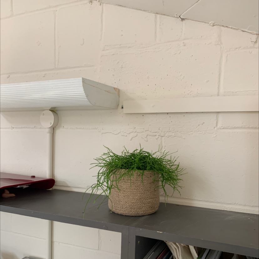 Potted Siberian Sea Thrift plant with thin, grass-like leaves on a shelf against a white brick wall.