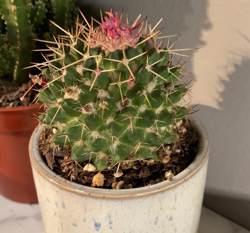 A healthy Pediocactus simpsonii cactus in a ceramic pot, with dense spines and bright pink flowers blooming from the top.