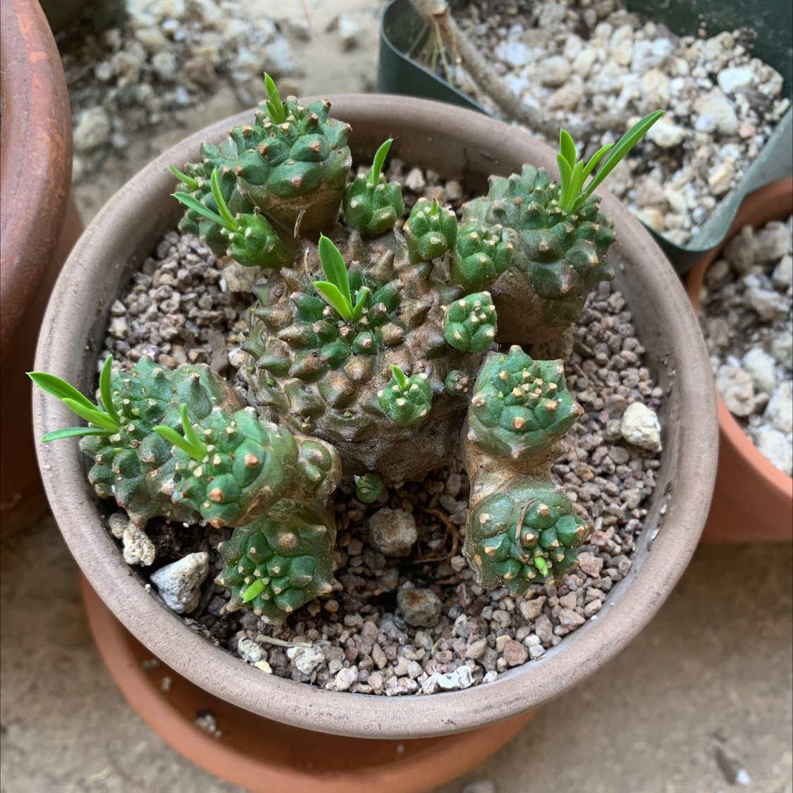 Photo of the plant species Euphorbia 'Briar Patch' by Fabio named Yaryar on Greg, the plant care app