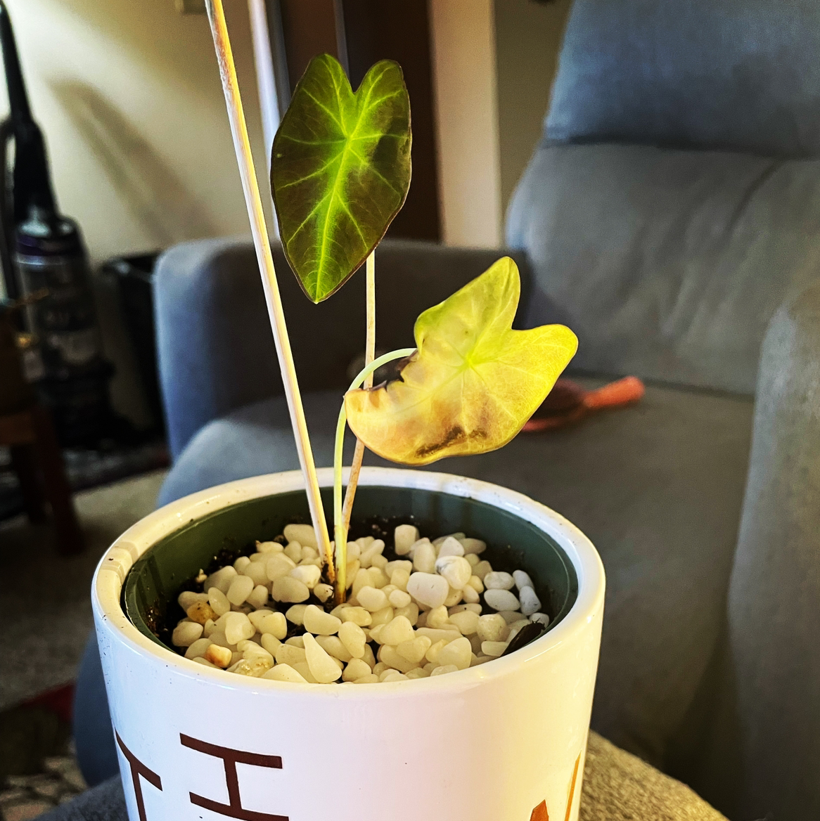 Colocasia 'Black Beauty' plant with yellowing and browning leaves in a pot with white pebbles.