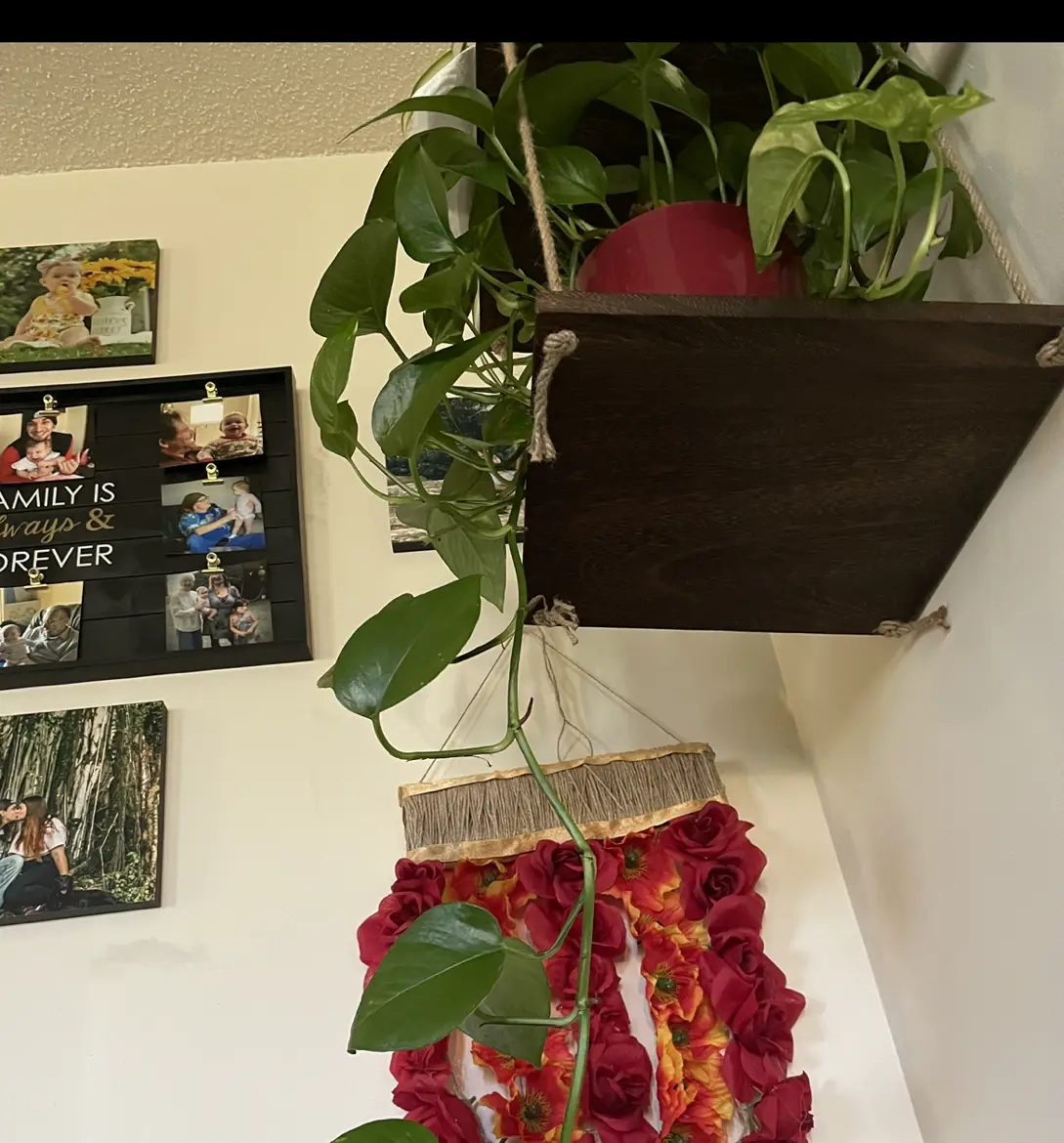 Taro Vine plant photo by @Kaileyc96 named Bodhi on Greg, the plant care app.