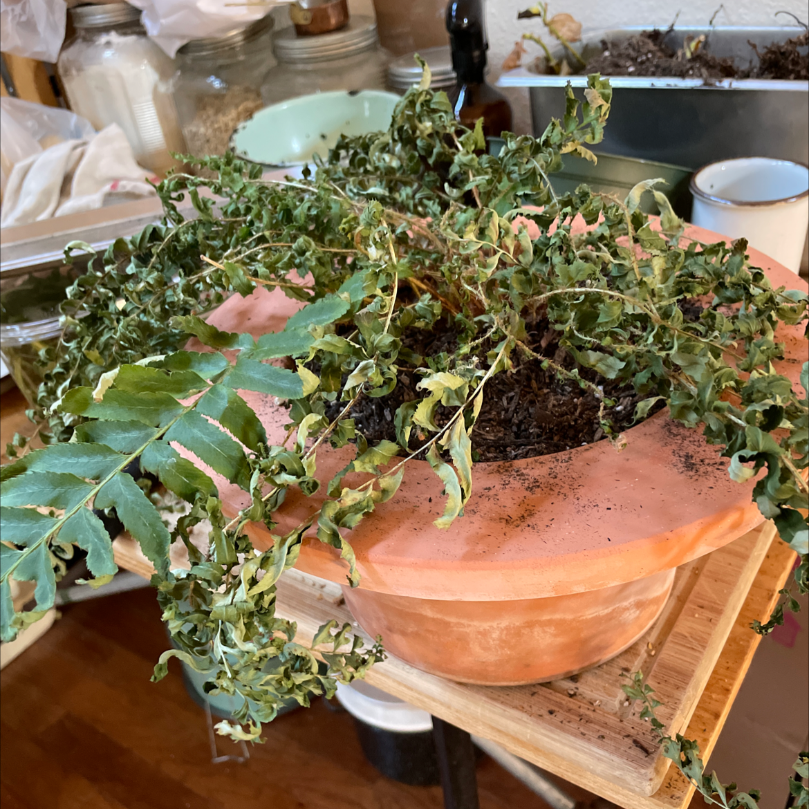 Western Swordfern with significant leaf curling and discoloration, indicating poor health.