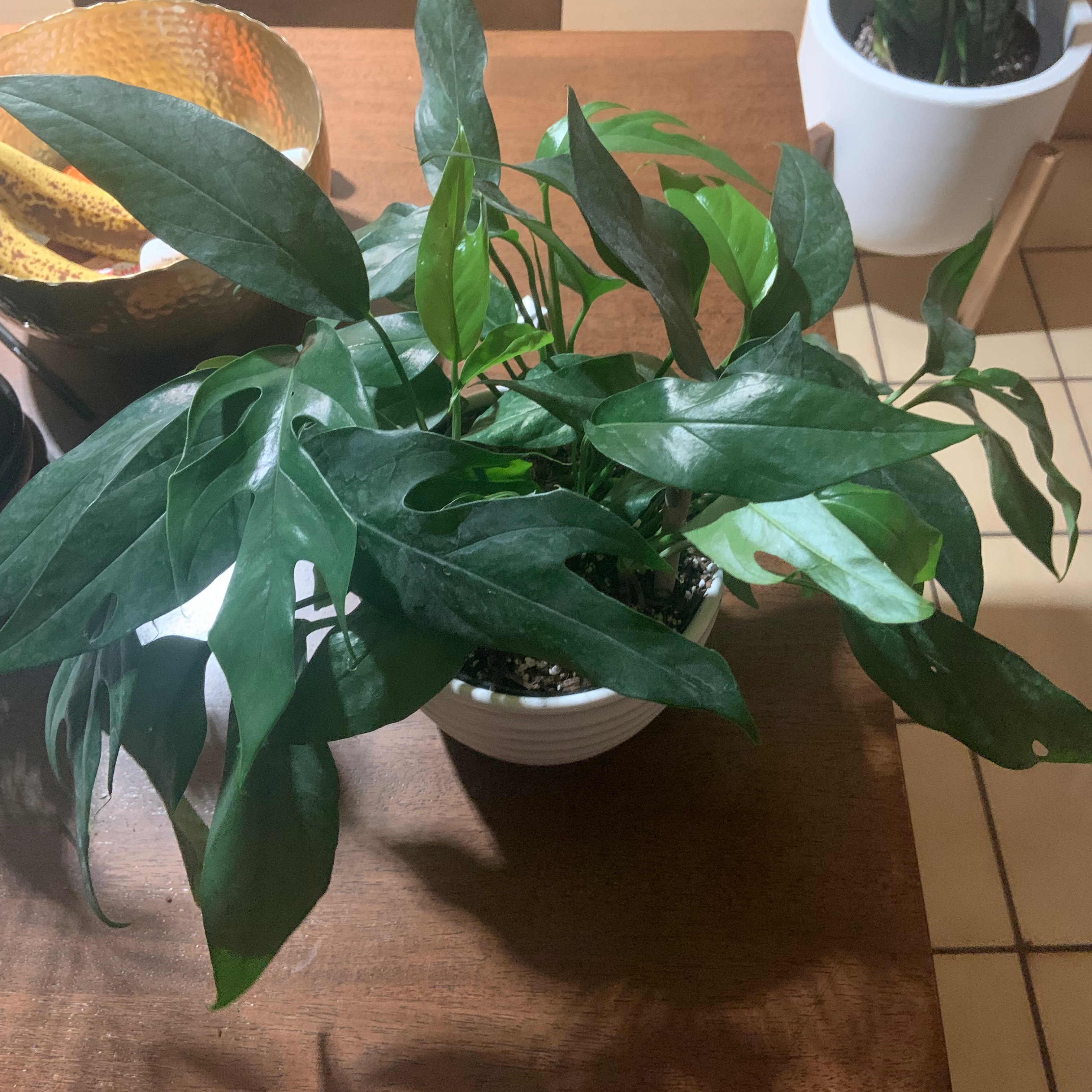 Healthy Baltic Blue Pothos plant in a white pot with vibrant green leaves.