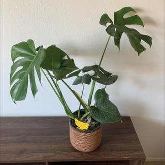 Monstera plant in Phoenix, Arizona