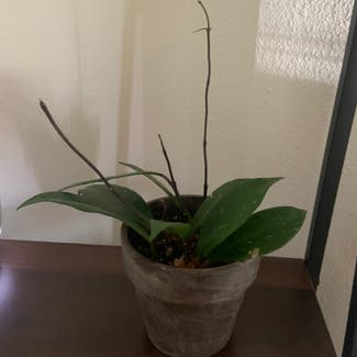Hoya pubicalyx plant in Phoenix, Arizona