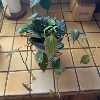 Philodendron Micans plant in Phoenix, Arizona