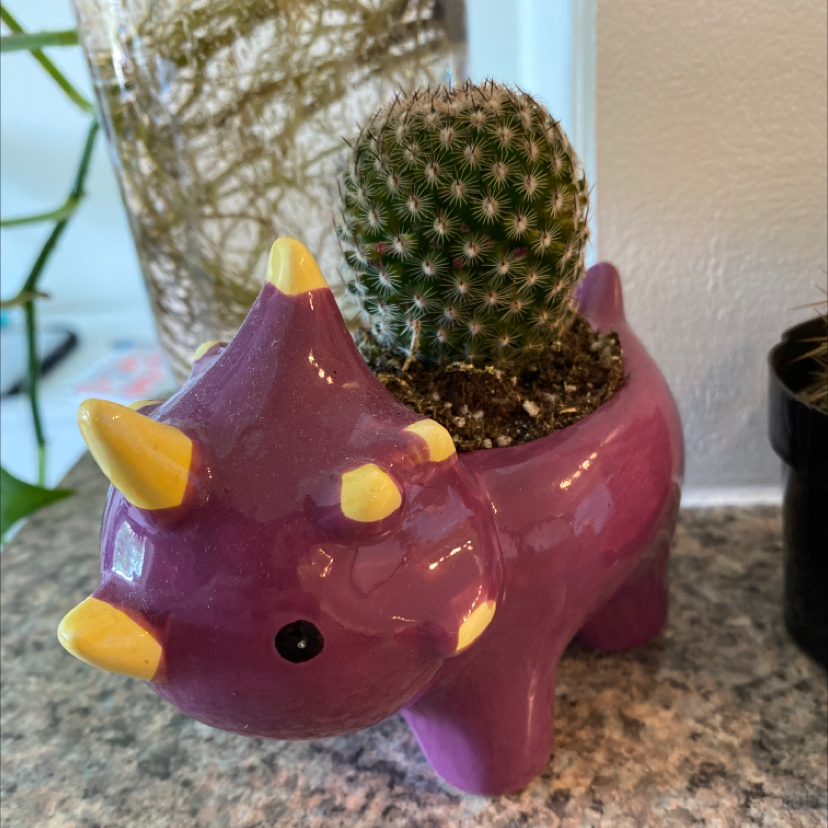Comb Hedgehog Cactus in a decorative dinosaur-shaped pot on a countertop.