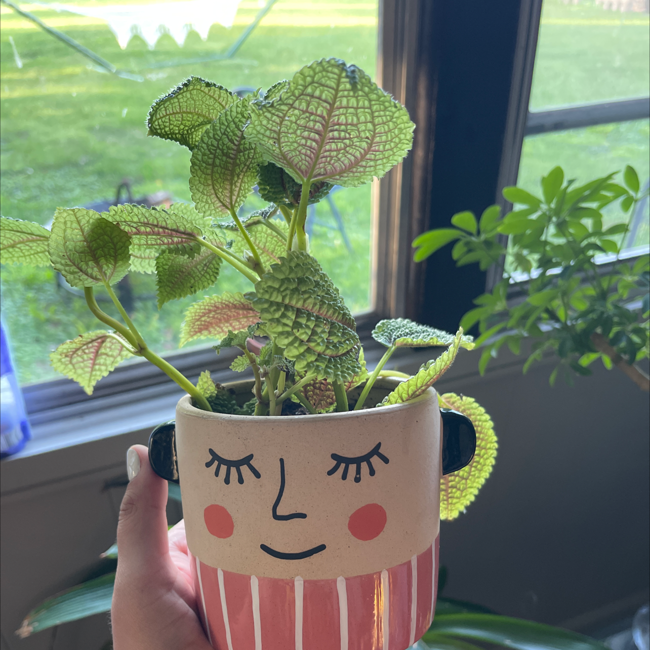 Friendship Plant plant photo by Kay named Pretty lady on Greg, the plant care app.