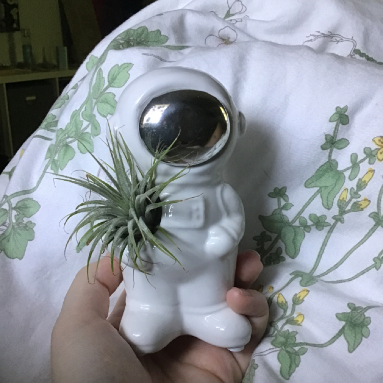 Small Ballmoss plant attached to a decorative astronaut figurine, held by a hand.