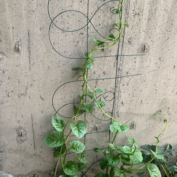 Malabar Spinach plant climbing on a trellis with healthy green leaves.