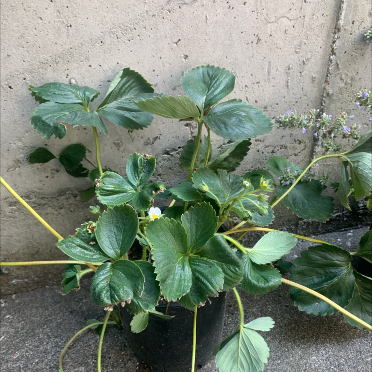 Beach Strawberry plant in a pot with green leaves and a few flowers.