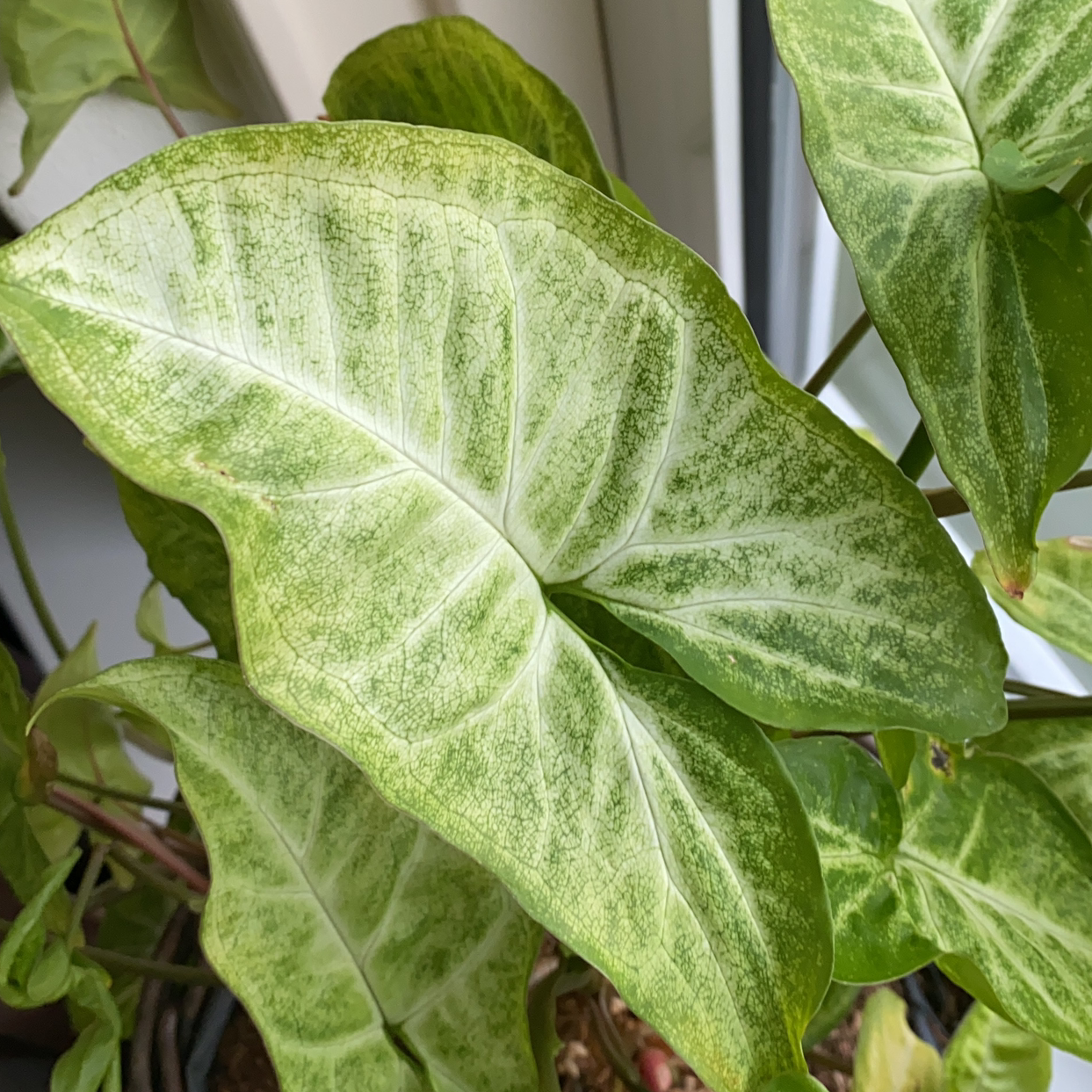 Arrowhead Plant plant photo by Vera named Syngonium Podophyllum on Greg, the plant care app.