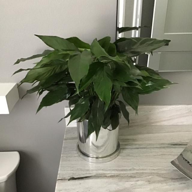 Peace Lily plant photo by @boogie_baby named Duece on Greg, the plant care app.