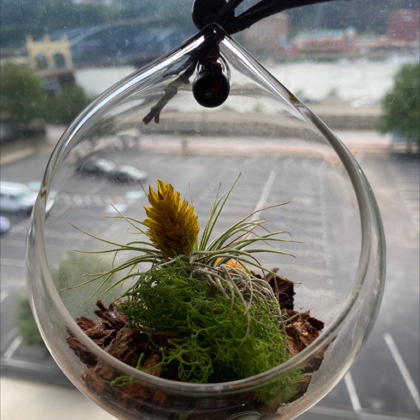 Small Ballmoss plant in a glass terrarium with a yellow flower, healthy and well-focused.
