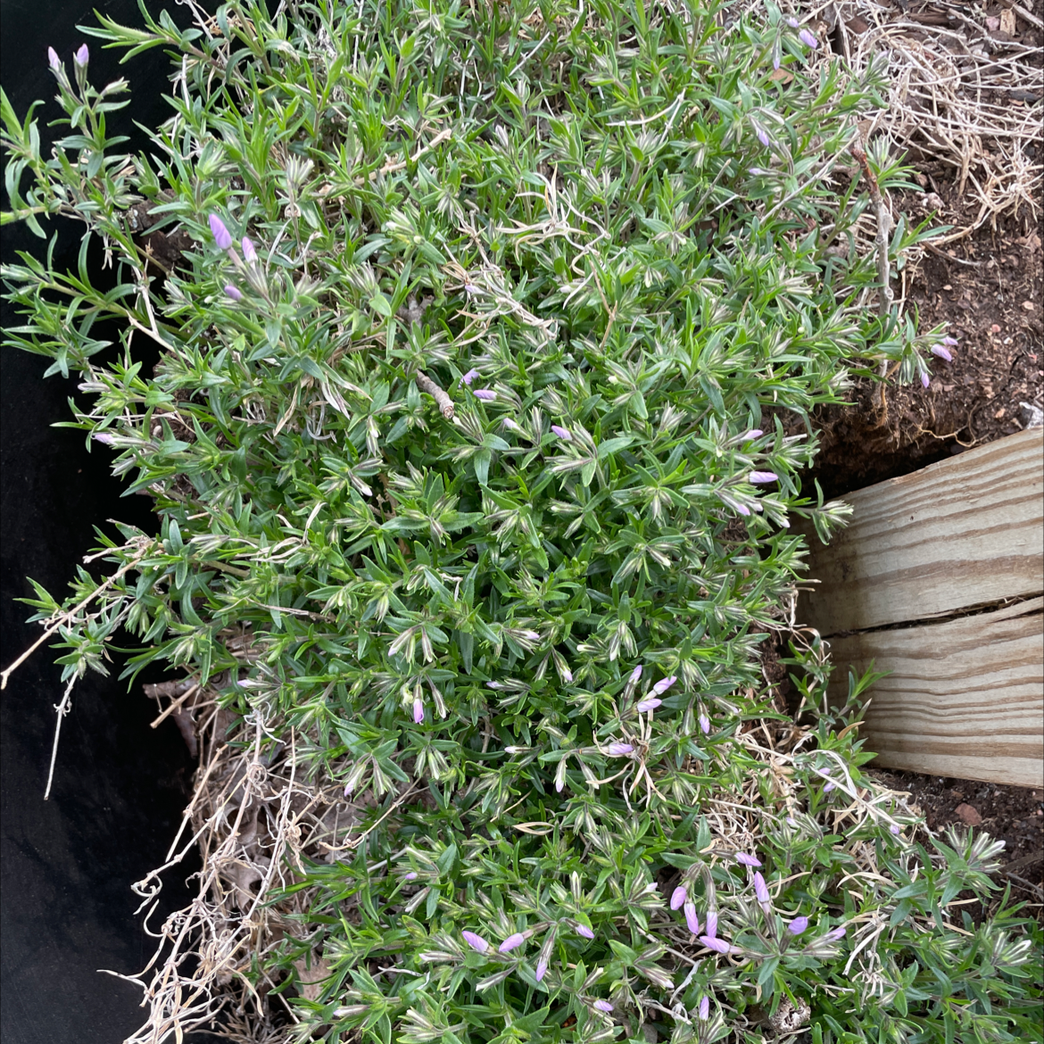 Image of a healthy Moss Phlox plant with some flowers and visible soil.