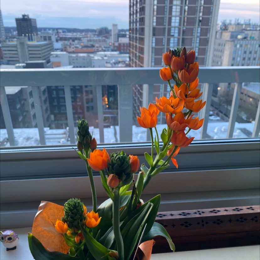 Sun Star plant with vibrant orange flowers in front of a cityscape view from a window.