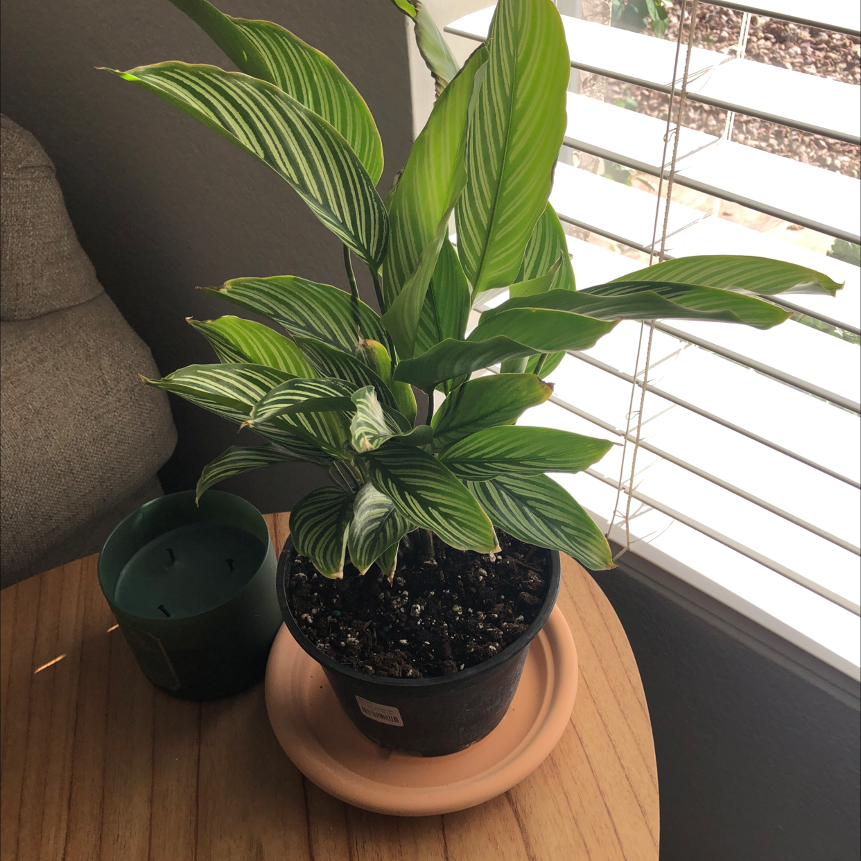 Calathea Vittata plant in a pot on a table near a window with visible soil.