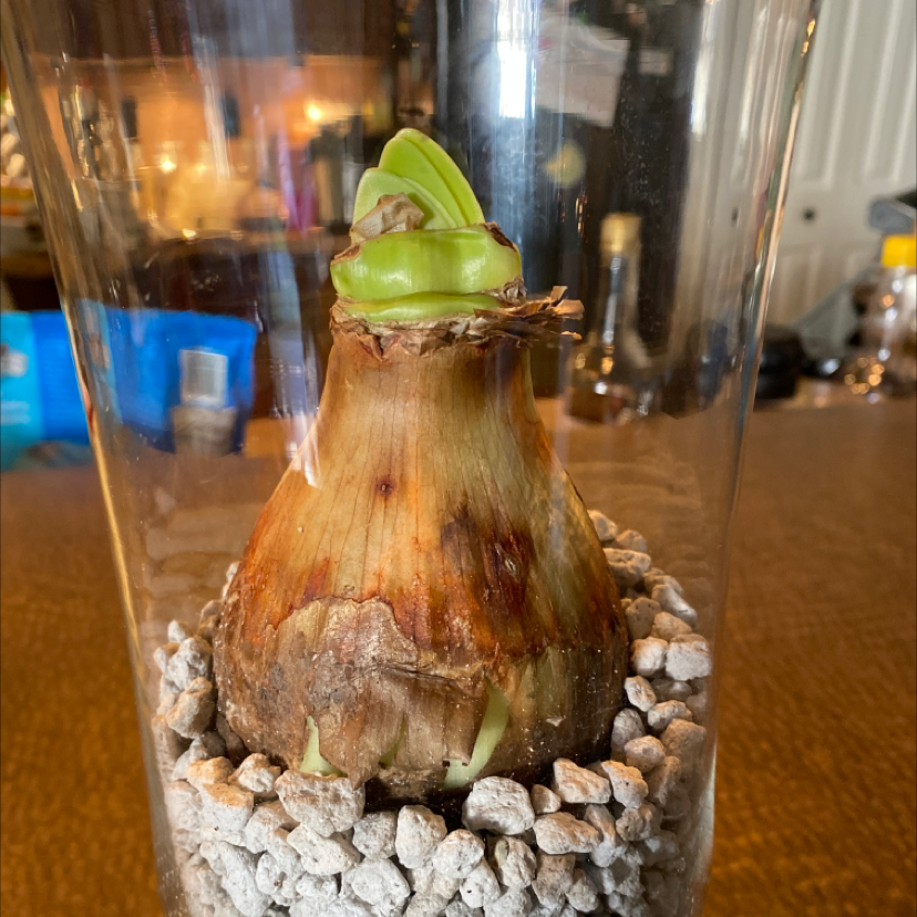 Barbosa Lily bulb in a container with gravel, showing new green growth and some browning.