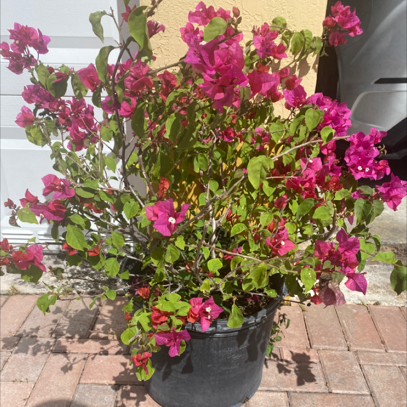 Bougainvillea plant in a black pot with vibrant pink flowers and green leaves.