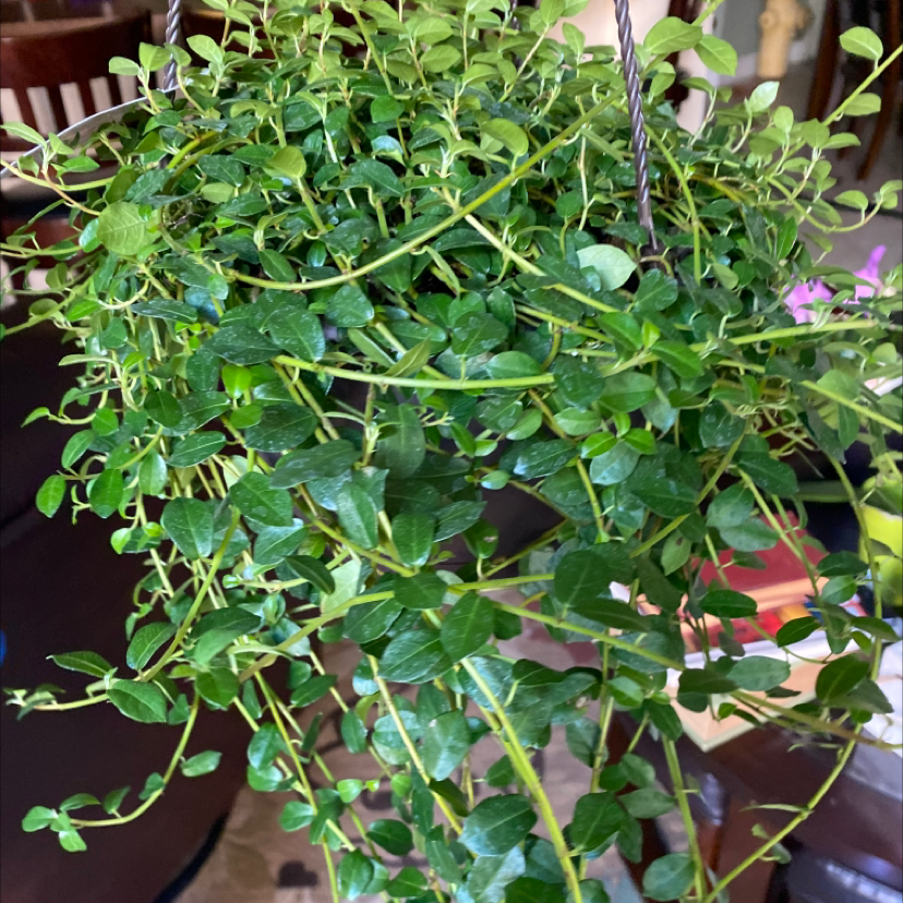 Photo of the plant species Formosan Creeping Fig by @YveBizub named Ziggy on Greg, the plant care app