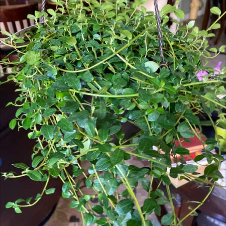 Photo of the plant species Formosan Creeping Fig by Yvebizub named Ziggy on Greg, the plant care app