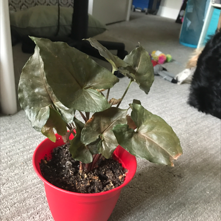 Arrowhead Plant plant photo by @Hallepeno named Fives on Greg, the plant care app.