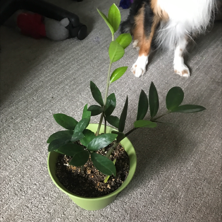 Zamioculcas Zamiifolia plant photo by @Hallepeno named Zero on Greg, the plant care app.