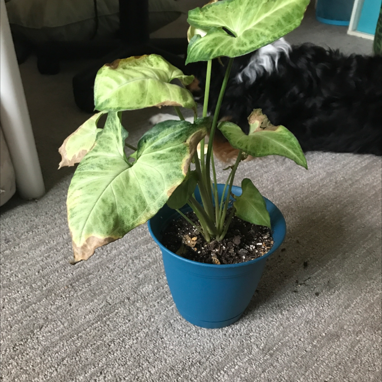 Arrowhead Plant plant photo by @Hallepeno named Rex on Greg, the plant care app.