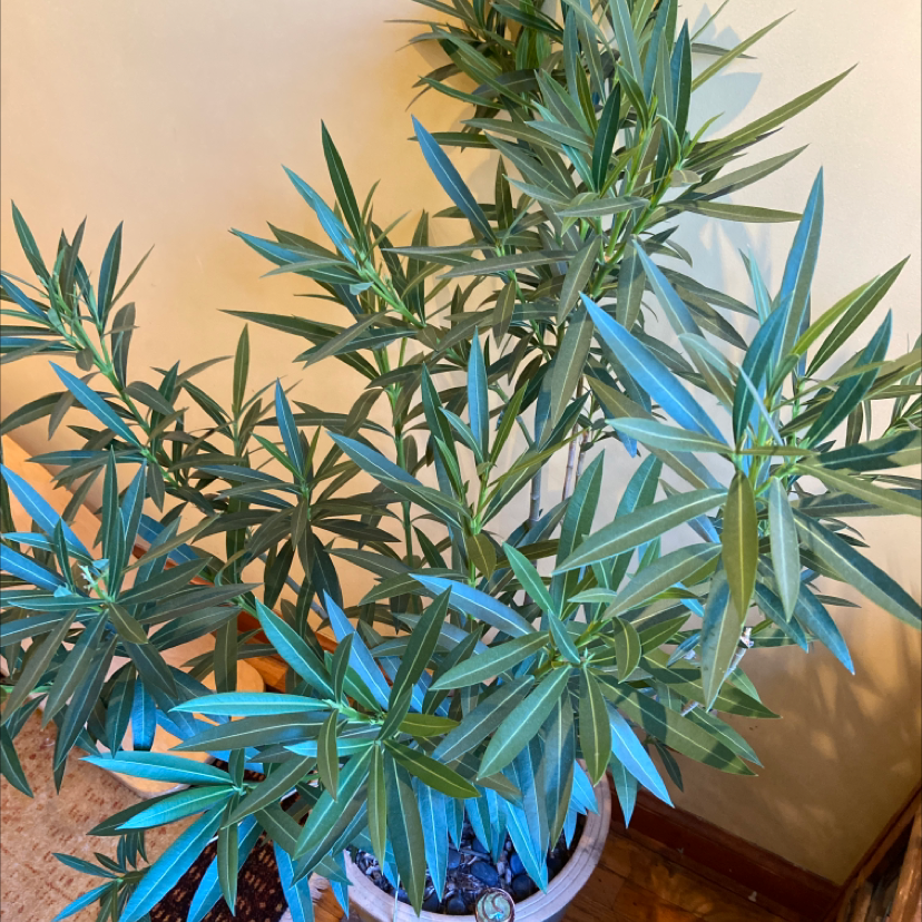 Best Soil for Oleander