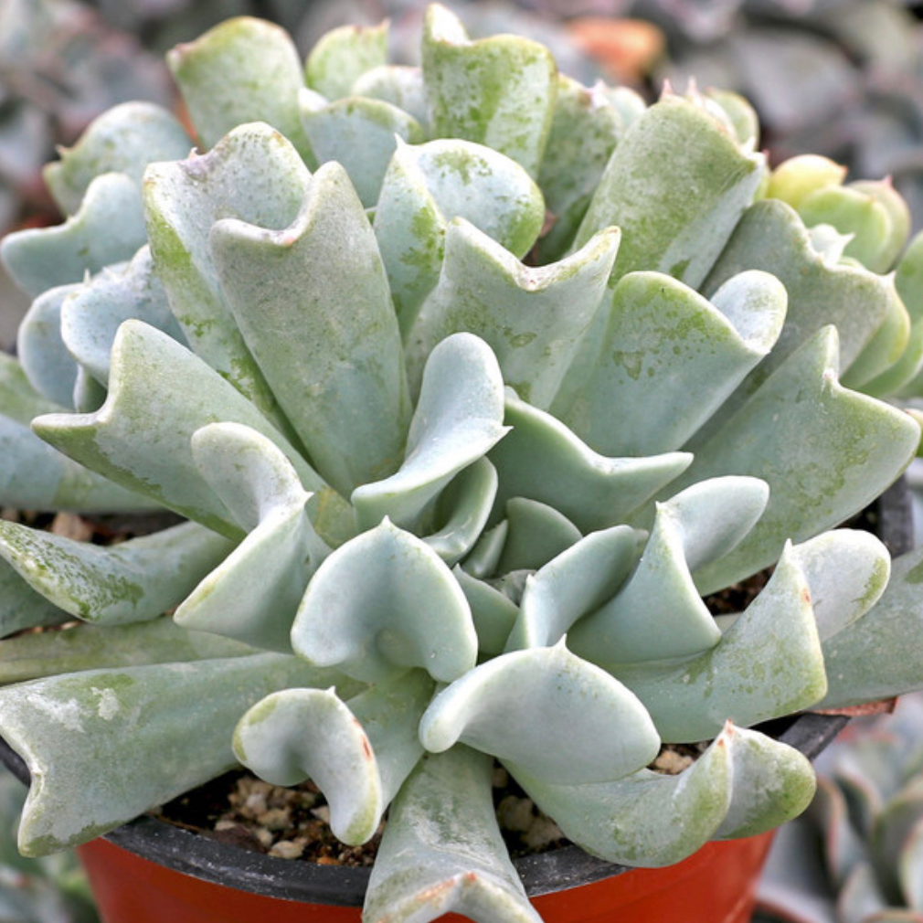 Photo of the plant species Echeveria Runyonii by @Greenismyfavoritecolor named Ronny on Greg, the plant care app